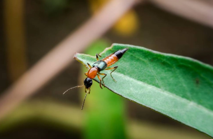 隱翅蟲飛行高度