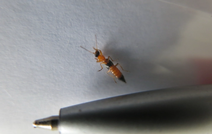 隱翅蟲預防方法