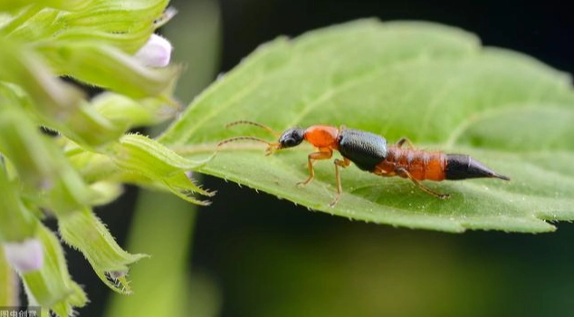 隱翅蟲預防方法