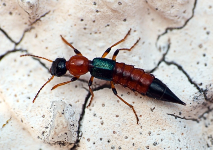 隱翅蟲飛行高度