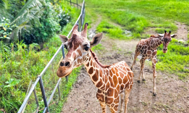 宿霧野生動物園 宿霧野生動物園