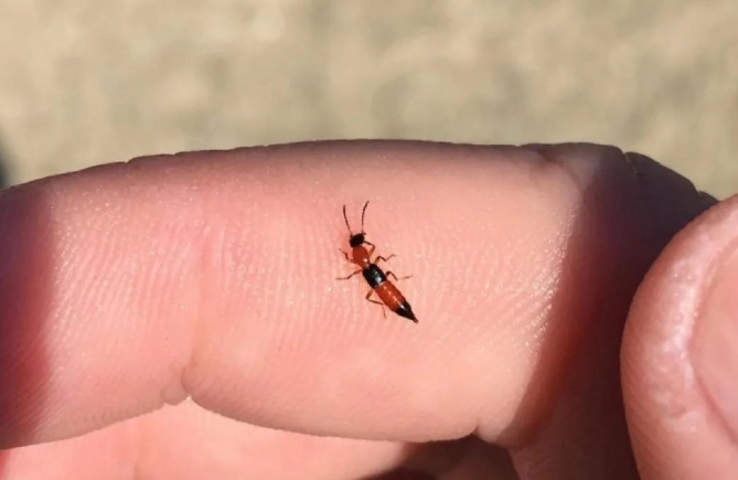 隱翅蟲傷口會傳染嗎 隱翅蟲傷口會傳染嗎