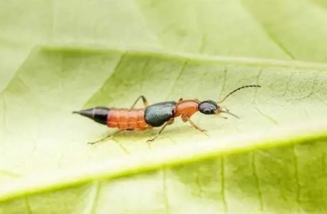 家裡如何預防隱翅蟲 家裡如何預防隱翅蟲