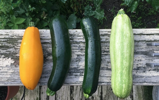 櫛瓜品種 櫛瓜品種